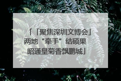 「聚焦深圳文博会」两地“牵手”结硕果 昭通皇菊香飘鹏城