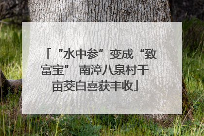 “水中参”变成“致富宝” 南漳八泉村千亩茭白喜获丰收