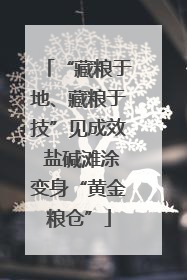 “藏粮于地、藏粮于技”见成效 盐碱滩涂变身“黄金粮仓”