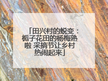田兴村的蜕变：栀子花田的杨梅熟啦 采摘节让乡村热闹起来