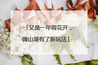 又是一年荷花开，微山湖有了新玩法