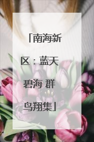 南海新区：蓝天碧海 群鸟翔集