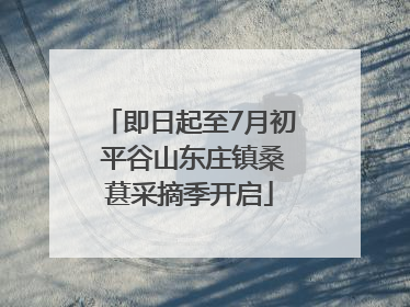 即日起至7月初 平谷山东庄镇桑葚采摘季开启