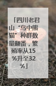 四川老君山“鸟中熊猫”种群数量翻番，繁殖率从15%升至32%