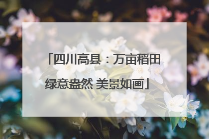 四川高县：万亩稻田绿意盎然 美景如画