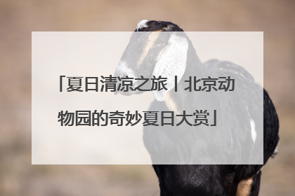 夏日清凉之旅丨北京动物园的奇妙夏日大赏