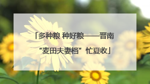 多种粮 种好粮——晋南“麦田夫妻档”忙夏收