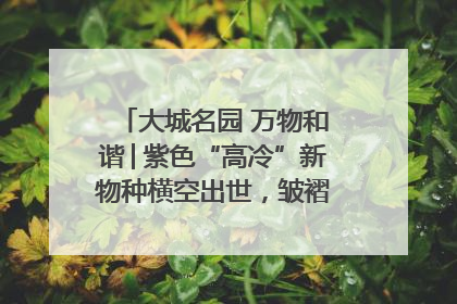 大城名园 万物和谐│紫色“高冷”新物种横空出世，皱褶叶片暗藏进化密码