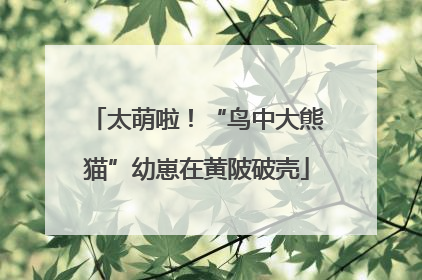 太萌啦！“鸟中大熊猫”幼崽在黄陂破壳