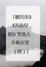 德兴市3.1万亩早稻长势喜人 丰收在望（图）