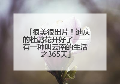 很美很出片！迪庆的杜鹃花开好了——有一种叫云南的生活之365天