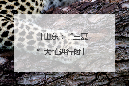 山东：“三夏”大忙进行时