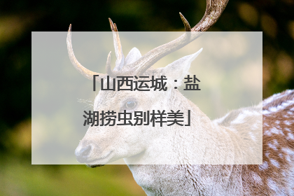 山西运城：盐湖捞虫别样美