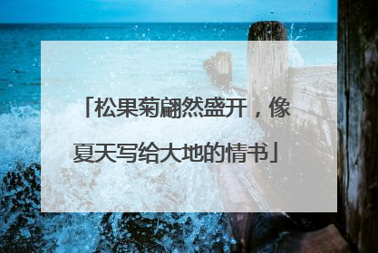 松果菊翩然盛开，像夏天写给大地的情书