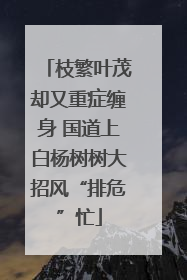枝繁叶茂却又重症缠身 国道上白杨树树大招风“排危”忙