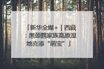 新华全媒+｜西藏：黑颈鹤家族高原湿地喜添“萌宝”