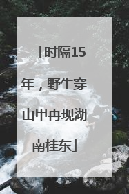 时隔15年，野生穿山甲再现湖南桂东