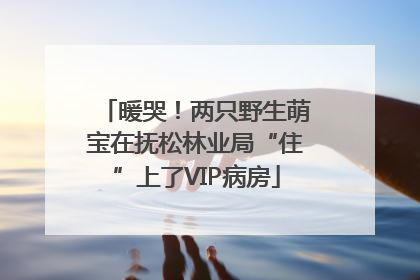 暖哭！两只野生萌宝在抚松林业局“住”上了VIP病房