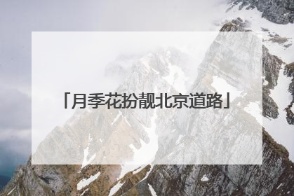 月季花扮靓北京道路