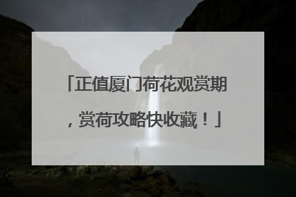 正值厦门荷花观赏期，赏荷攻略快收藏！