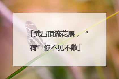 武昌顶流花展，“荷”你不见不散