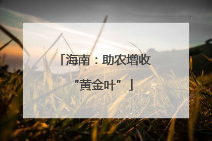 海南：助农增收 “黄金叶”