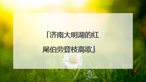 济南大明湖的红尾伯劳登枝高歌