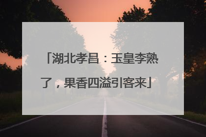湖北孝昌：玉皇李熟了，果香四溢引客来