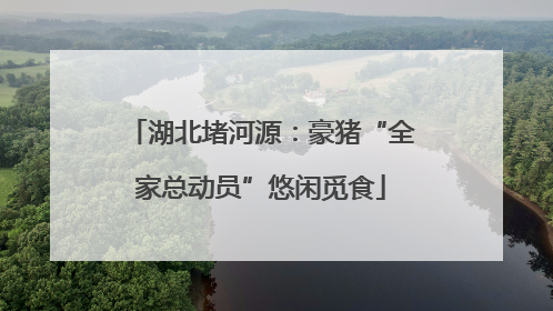湖北堵河源：豪猪“全家总动员”悠闲觅食