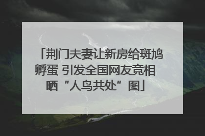 荆门夫妻让新房给斑鸠孵蛋 引发全国网友竞相晒“人鸟共处”图