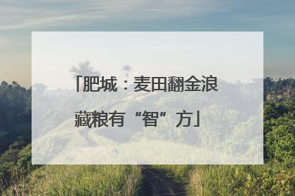 肥城：麦田翻金浪藏粮有“智”方
