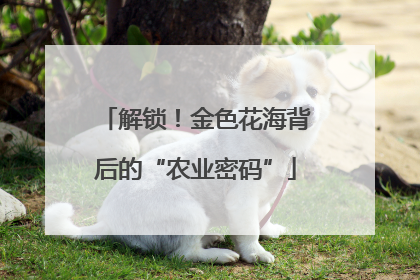 解锁！金色花海背后的“农业密码”