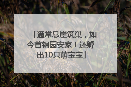 通常悬崖筑巢，如今首钢园安家！还孵出10只萌宝宝
