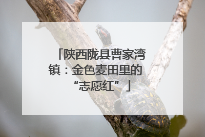 陕西陇县曹家湾镇：金色麦田里的“志愿红”