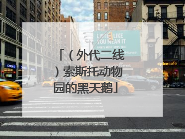 （外代二线）索斯托动物园的黑天鹅